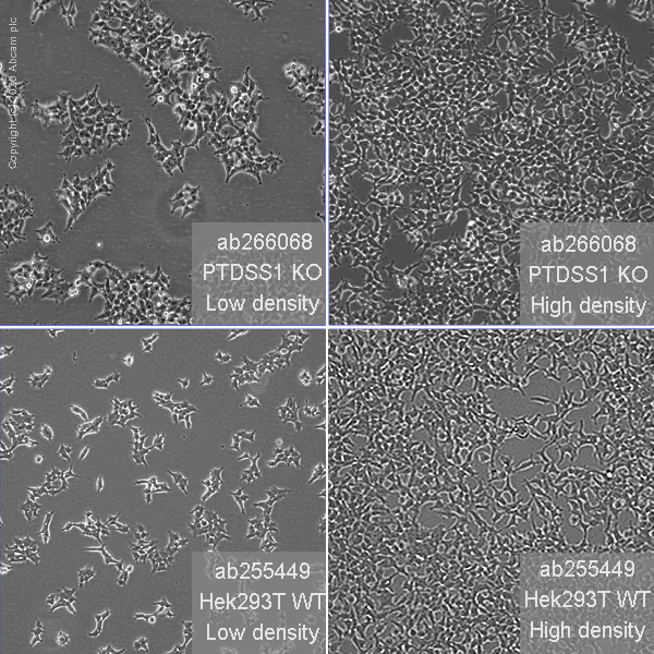 健康・医学 The CELL DNA aptamer targeting zinc transporters ZIP10 and ZIP6 on