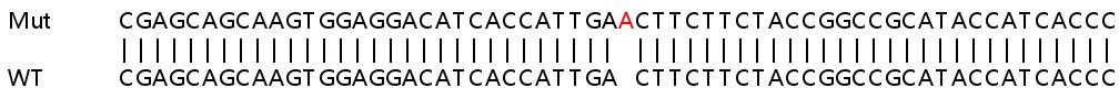 Sanger Sequencing - Human PTDSS1 knockout HEK-293T cell lysate (AB258150), expandable thumbnail