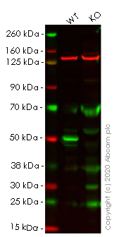 Western blot - Human PTEN knockout HeLa cell line (AB255419)