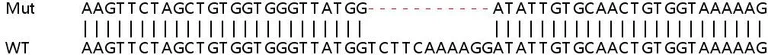 Sanger Sequencing - Human PTEN knockout HeLa cell lysate (AB263829)