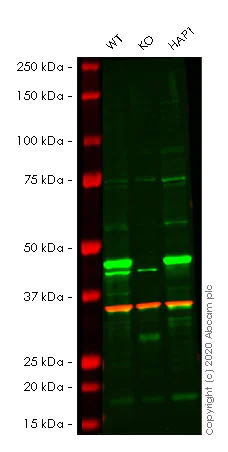 Western blot - Human PTEN knockout HeLa cell lysate (AB263829)