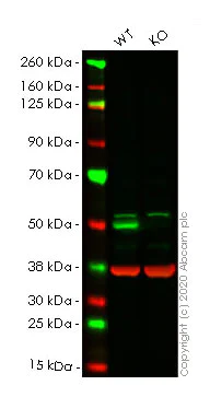 Western blot - Human PTEN knockout HeLa cell lysate (AB263829)