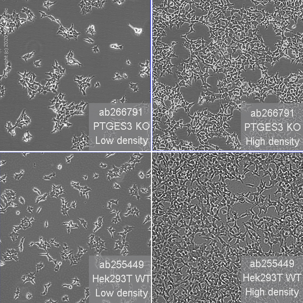 Cell Culture - Human PTGES3 (p23) knockout HEK-293T cell line (AB266791), expandable thumbnail