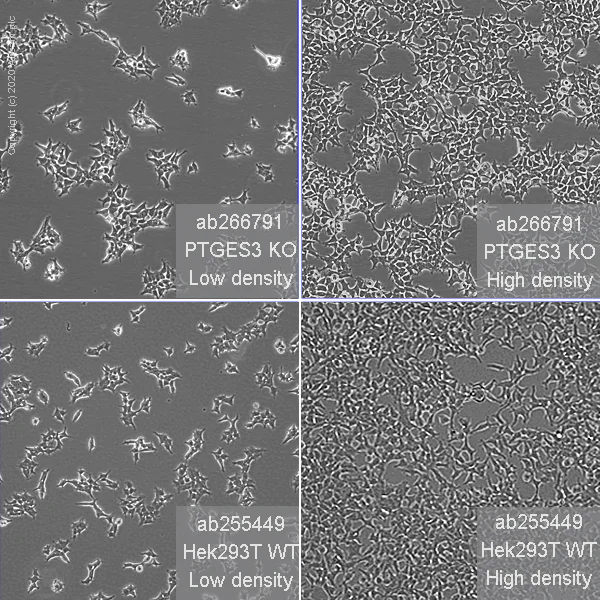 Cell Culture - Human PTGES3 (p23) knockout HEK-293T cell line (AB266791)