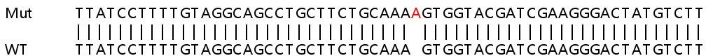 Sanger Sequencing - Human PTGES3 (p23) knockout HEK-293T cell line (AB266791), expandable thumbnail