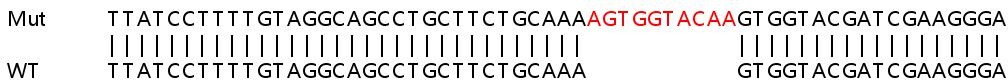 Sanger Sequencing - Human PTGES3 (p23) knockout HEK-293T cell line (AB266791), expandable thumbnail