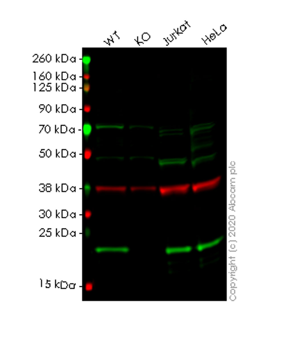 Western blot - Human PTGES3 (p23) knockout HEK-293T cell line (AB266791), expandable thumbnail