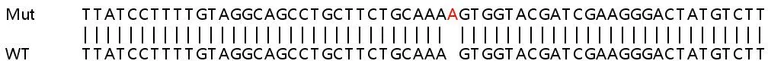 Sanger Sequencing - Human PTGES3 (p23) knockout HEK-293T cell lysate (AB258151)
