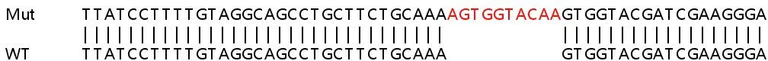 Sanger Sequencing - Human PTGES3 (p23) knockout HEK-293T cell lysate (AB258151)