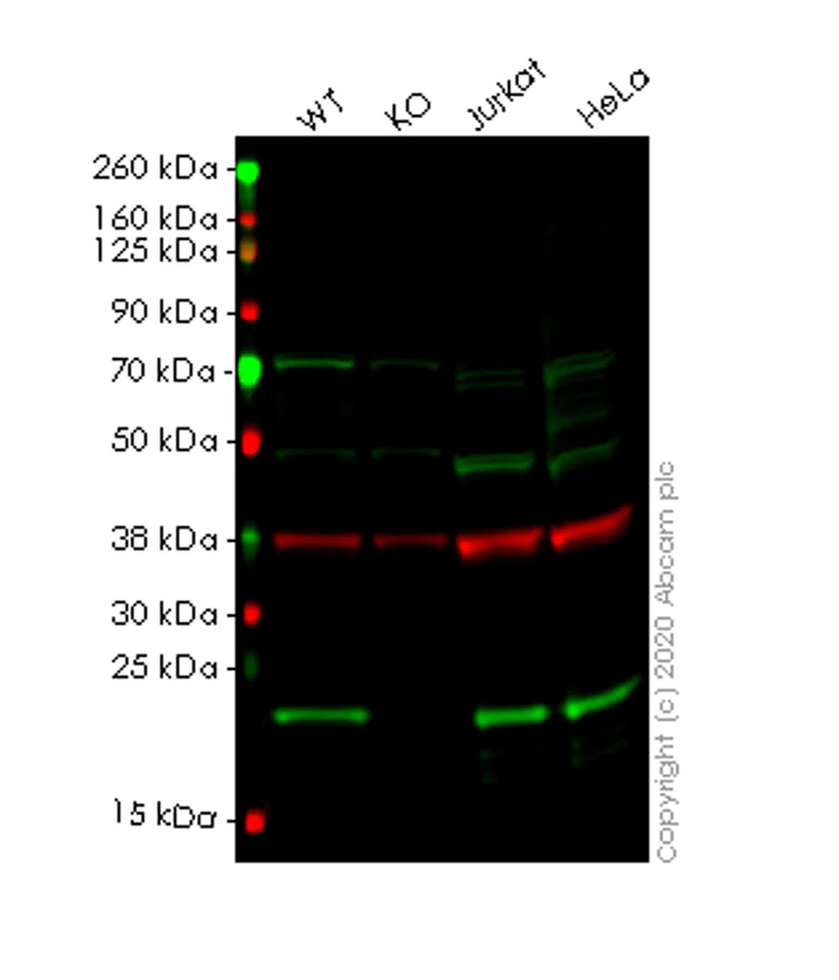 Western blot - Human PTGES3 (p23) knockout HEK-293T cell lysate (AB258151)