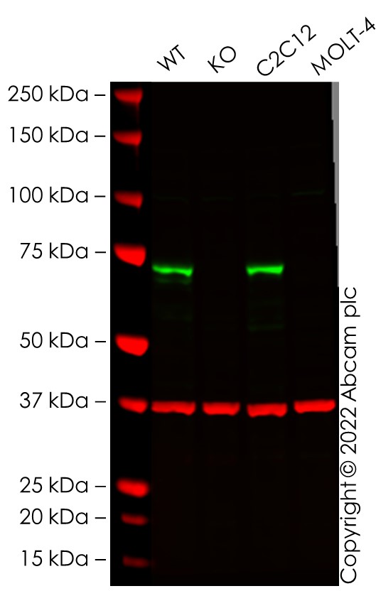 Western blot - Human PTGS1 knockout A-431 cell line (AB270477), expandable thumbnail