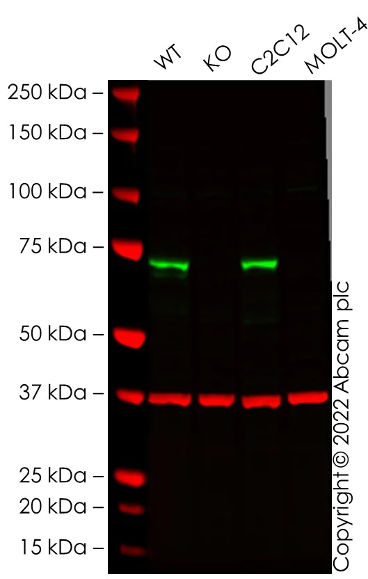 Western blot - Human PTGS1 knockout A-431 cell line (AB270477)