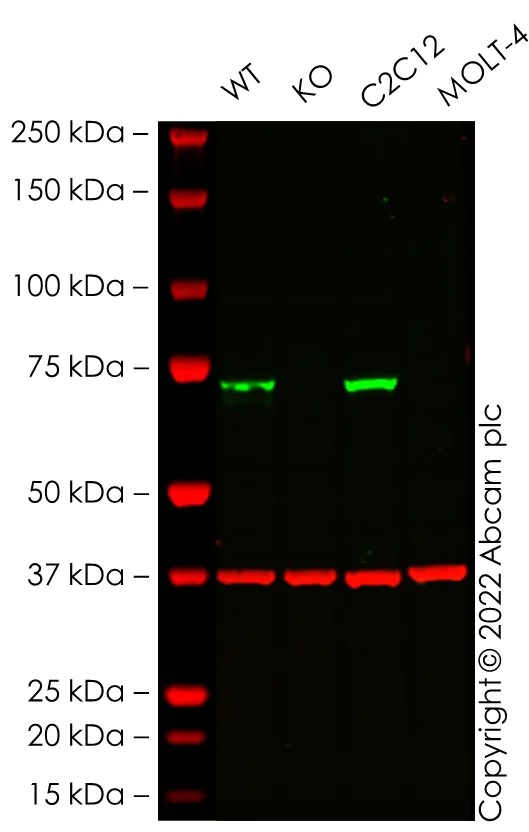 Western blot - Human PTGS1 knockout A-431 cell line (AB270477)