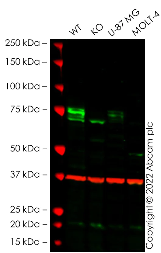 Western blot - Human PTGS2 (COX2 / Cyclooxygenase 2) knockout A549 cell line (AB280802)