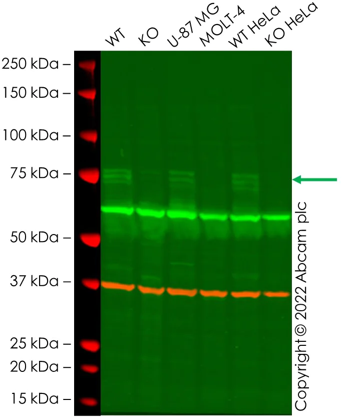 Western blot - Human PTGS2 (COX2 / Cyclooxygenase 2) knockout A549 cell line (AB280802)