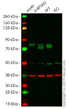 Western blot - Human PTGS2 (COX2 / Cyclooxygenase 2) knockout HeLa cell line (AB255420)