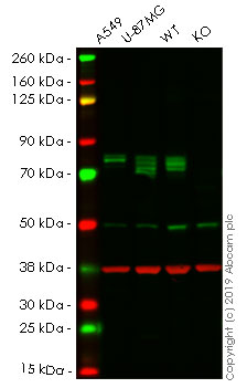Western blot - Human PTGS2 (COX2 / Cyclooxygenase 2) knockout HeLa cell lysate (AB263795)