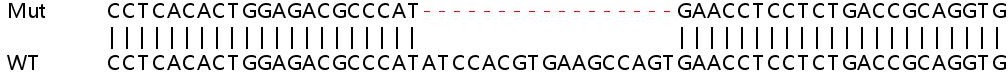 Sanger Sequencing - Human PTK2 (FAK) knockout HEK-293T cell line (AB255421), expandable thumbnail