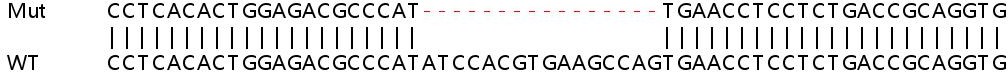 Sanger Sequencing - Human PTK2 (FAK) knockout HEK-293T cell line (AB255421), expandable thumbnail