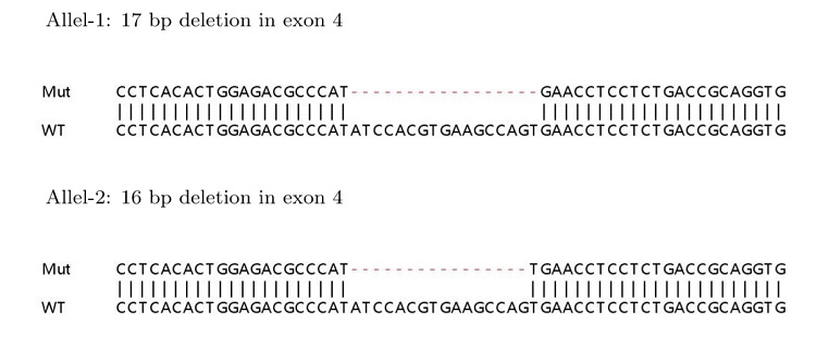 Sanger Sequencing - Human PTK2 (FAK) knockout HEK-293T cell lysate (AB263766), expandable thumbnail