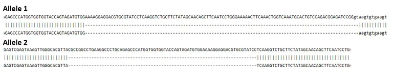 Next Generation Sequencing - Human PTK2B knockout HCT116 cell line (AB301190)