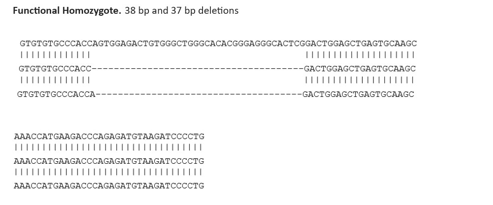 Sanger Sequencing - Human PTN knockout U-87 MG cell line (AB288713), expandable thumbnail