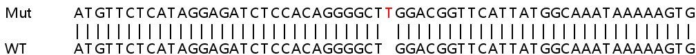 Sanger Sequencing - Human PTP4A2 (PRL2) knockout HEK-293T cell line (AB266771), expandable thumbnail