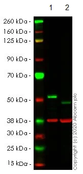 Western blot - Human PTPN1 (PTP1B) knockout HeLa cell line (AB265014)