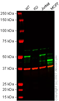 Western blot - Human PTPN1 (PTP1B) knockout HeLa cell line (AB265014)