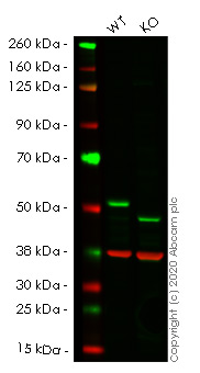 Western blot - Human PTPN1 (PTP1B) knockout HeLa cell lysate (AB257617), expandable thumbnail