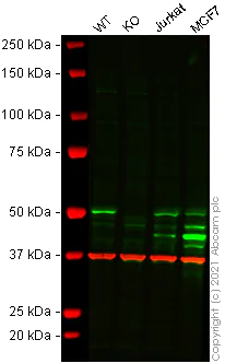 Western blot - Human PTPN1 (PTP1B) knockout HeLa cell lysate (AB257617)