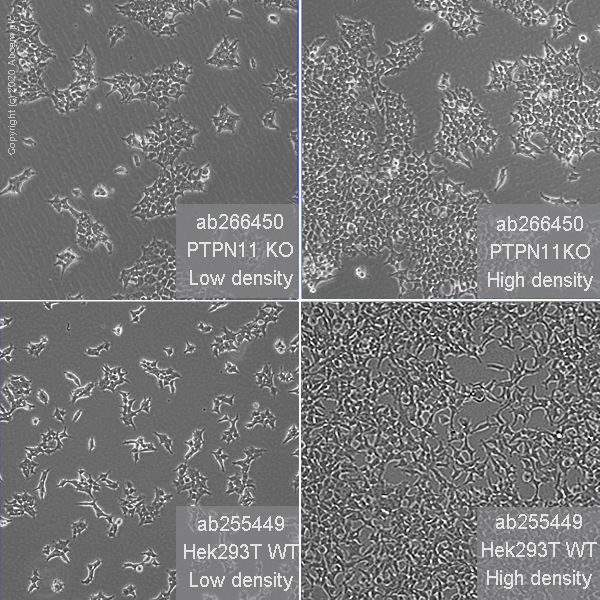 Cell Culture - Human PTPN11 (SHP2) knockout HEK-293T cell line (AB266450), expandable thumbnail