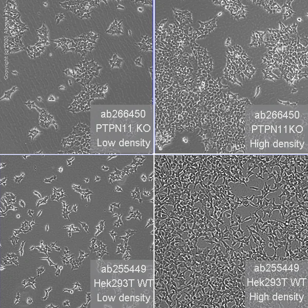 Cell Culture - Human PTPN11 (SHP2) knockout HEK-293T cell line (AB266450)