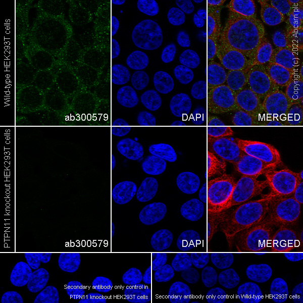 Immunocytochemistry/ Immunofluorescence - Human PTPN11 (SHP2) knockout HEK-293T cell line (ab266450), expandable thumbnail