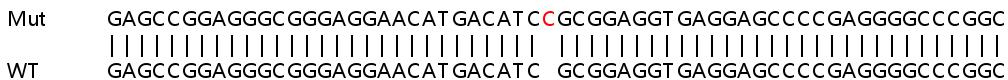 Sanger Sequencing - Human PTPN11 (SHP2) knockout HEK-293T cell line (AB266450), expandable thumbnail