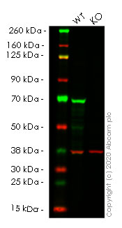 Western blot - Human PTPN11 (SHP2) knockout HEK-293T cell line (AB266450), expandable thumbnail