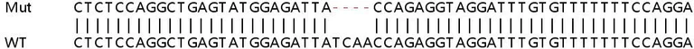 Sanger Sequencing - Human PTPN13 (FAP-1) knockout HeLa cell lysate (AB259070)