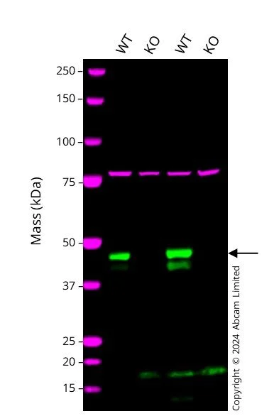 Western blot - Human PTPN2 knockout HCT116 cell line (AB287729)