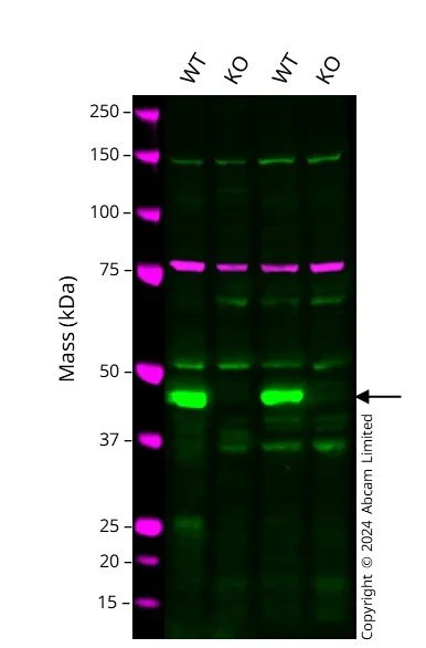 Western blot - Human PTPN2 knockout HCT116 cell line (AB287729)
