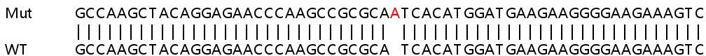 Sanger Sequencing - Human PTPRF (LAR) knockout HEK-293T cell line (AB266585), expandable thumbnail