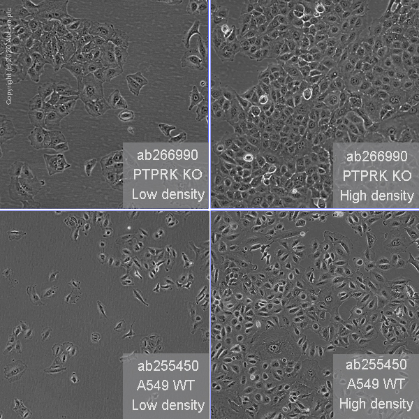 Human PTPRK knockout A549 cell line (AB266990) Abcam