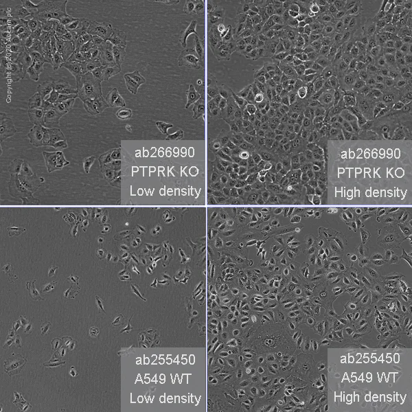 Cell Culture - Human PTPRK knockout A549 cell line (AB266990)