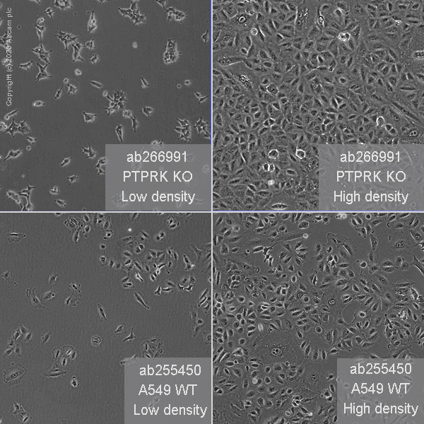 Human PTPRK knockout A549 cell line