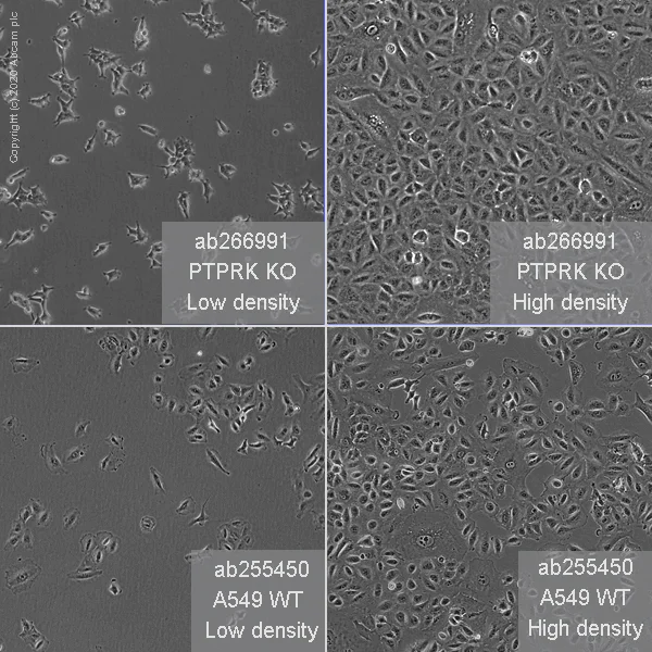 Cell Culture - Human PTPRK knockout A549 cell line (AB266991)