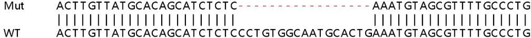 Sanger Sequencing - Human PTPRK knockout A549 cell line (AB266991)