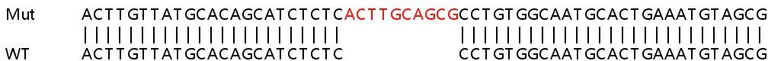 Sanger Sequencing - Human PTPRK knockout A549 cell line (AB266991)