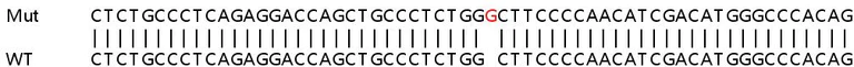 Sanger Sequencing - Human PTPRS knockout HeLa cell line (AB265156)