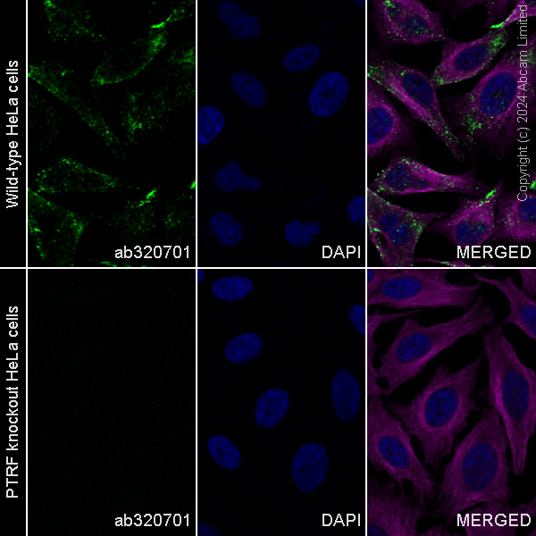 Immunocytochemistry/ Immunofluorescence - Human PTRF knockout HeLa cell line (ab265435), expandable thumbnail