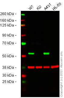 Western blot - Human PTRF knockout HeLa cell line (AB265435), expandable thumbnail