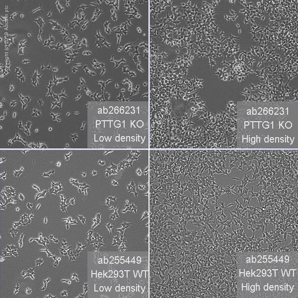 Cell Culture - Human PTTG1 (Securin) knockout HEK-293T cell line (AB266231)